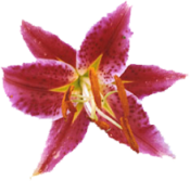 sticker_18967334_37719312