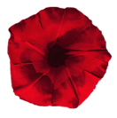 sticker_14158913_21550422