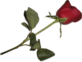 sticker_24542970_35998843