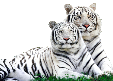 sticker_23052402_32279286