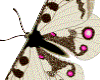 sticker_27509556_38313819