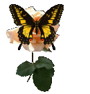 sticker_4216113_15432661