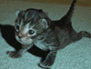 sticker_21907721_33547439
