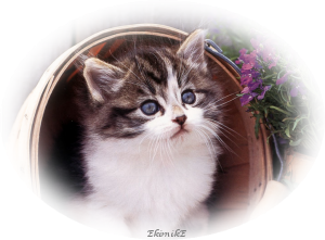 sticker_2173246_6195324