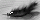 Dark Feather