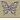 clare butterfly